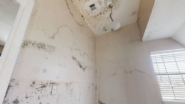 Best Forensic Mold Investigation  in Barview, OR