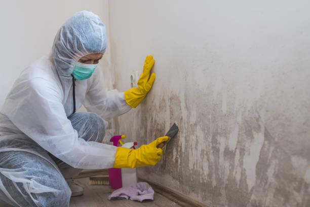 Best Asbestos and Lead Testing During Mold Inspection  in Barview, OR