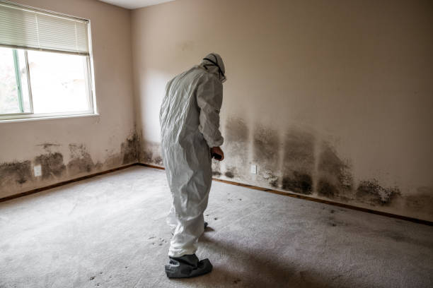 Best Environmental Consulting for Mold Prevention  in Barview, OR